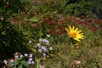 img_2791 We Didn't Call Certain Plants 'Weeds' Until the 16th Century